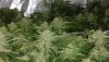 250 - CgVPf6e - 4.5 weeks since flip, starting to fill out a bit..jpg 250 - CgVPf6e - 4.5 weeks since flip, starting to fill out a bit..jpg