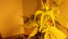 100_0090.JPG
