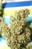 Ladiva Auto Harvest 005 (533x800).jpg