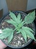 2013-04-23_19-05-34_460(1).jpg