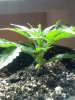 2013-04-23_19-05-44_971.jpg