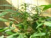 100_0655.jpg