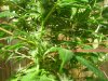 100_0656.jpg