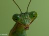 Mantis head 1-800.jpg