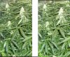 3DBudporn.jpg