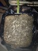 root2.jpg
