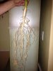 root6.jpg
