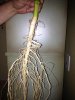 root7.jpg