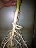 root8.jpg