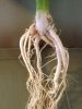 root10.jpg
