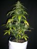 SOUR D HAZE_4-26-13 1 @ 7 WEEKS.jpg