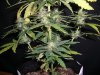 SOUR D HAZE_4-26-13 3 @ 7 WEEKS.jpg
