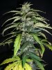 SOUR D HAZE_4-26-13 4 @ 7 WEEKS.jpg