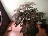 IMG_20191004_174439.jpg