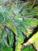 IMG_20191008_134031.jpg