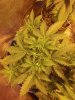 2013-04-27_17-17-20_398.jpg