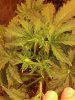 2013-04-27_17-16-50_494.jpg