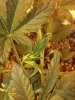 2013-04-27_17-17-51_723.jpg