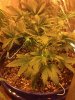 2013-04-27_17-17-39_591.jpg