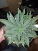 2013-04-27_17-19-22_495.jpg