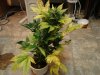 DSC00387.jpg