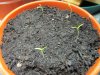 Chilli time 002.JPG