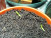 Chilli time 003.JPG