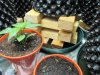 Chilli time 005.JPG