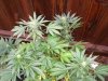 100_0771.jpg