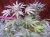 100_0782.jpg
