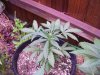 100_0785.jpg