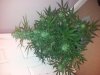 20130424_122501.jpg 20130424_122501.jpg