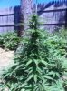 Bue Mystic D 62.jpg