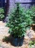 Blue Mystic d62.jpg