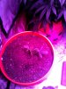 IMG_20130430_102139.jpg