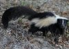 skunk.jpg