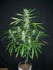 BLACK JACK_4-30-13 1.jpg