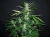 BLACK JACK_4-30-13 2.jpg