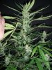 BLACK JACK_4-30-13 3.jpg