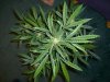 BLACK JACK_4-30-13 5.jpg