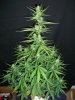 ACC_4-30-13 2.jpg