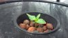 grow 3.jpg