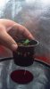 grow 4.jpg