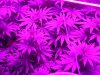 The new & current essetial cannatronics 009.jpg
