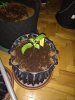 IMG_20191023_172725965.jpg