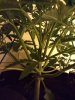 5gal Blue Dream (3).jpg