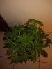 5gal Blue Dream (5).jpg