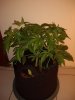 5gal Blue Dream.jpg