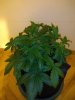5gal Zkittlez (2).jpg