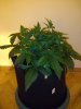 5gal Zkittlez.jpg